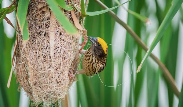 BIODIVERSITÉ